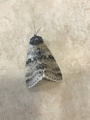 Catocala relicta