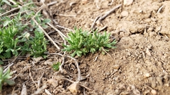 Ceratocephala testiculata