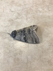 Catocala relicta