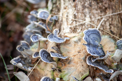 Trametes elegans