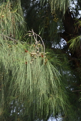 Casuarina equisetifolia