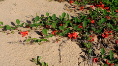 Kennedia prostrata