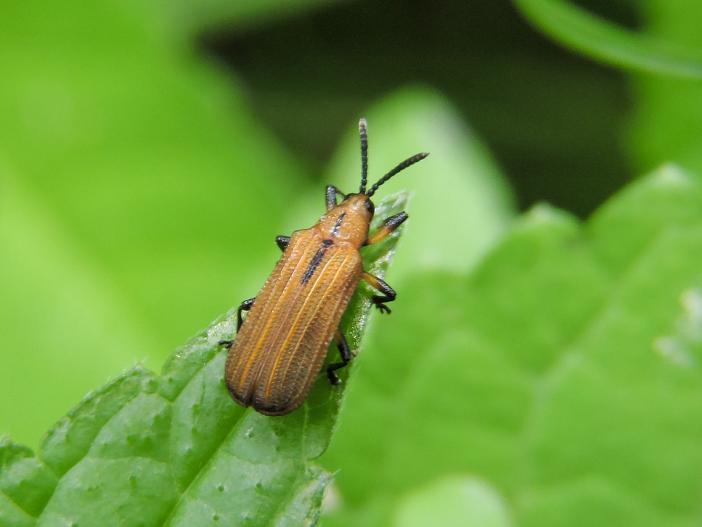 Chalepus brevicornis