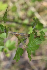 Ribes oxyacanthoides