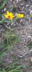 Thelesperma filifolium