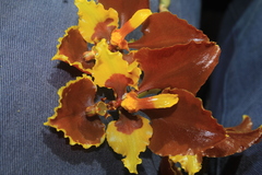 Cyrtochilum