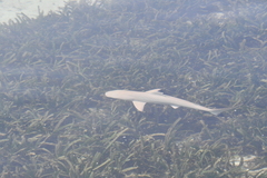 Carcharhinus melanopterus