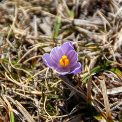 Crocus