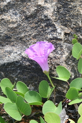 Ipomoea pes-caprae
