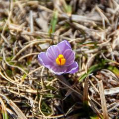Crocus