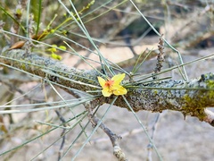 Parkinsonia