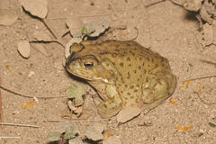 Incilius alvarius