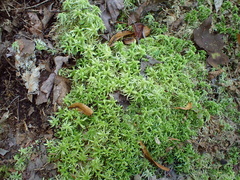 Sphagnum girgensohnii