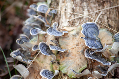 Trametes elegans