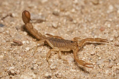 Paravaejovis spinigerus