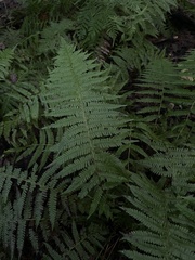 Amauropelta noveboracensis