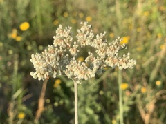 Eriogonum annuum