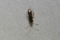 Pseudopachybrachius vinctus