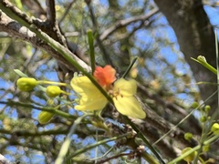 Parkinsonia