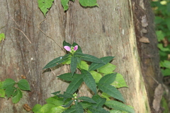 Chelone obliqua