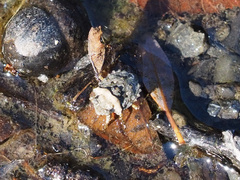 Gelastocoris oculatus