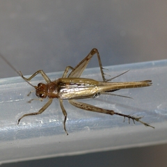 Anaxipha exigua
