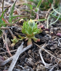 Ceratocephala testiculata