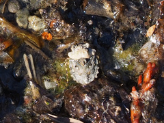 Gelastocoris oculatus