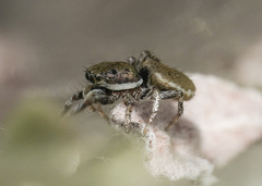 Salticus peckhamae