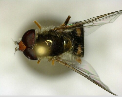 iNaturalist observation photo of Large-tailed Aphideater