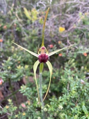 Caladenia thinicola