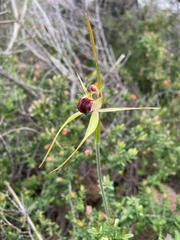 Caladenia thinicola