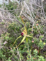 Caladenia thinicola