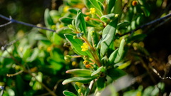 Tetragonia implexicoma