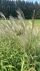 Miscanthus sinensis