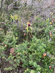 Caladenia thinicola