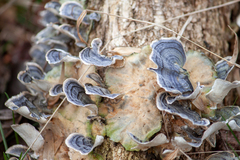 Trametes elegans