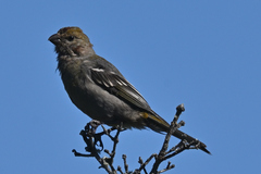 Pinicola enucleator