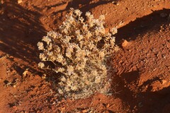 Ptilotus sessilifolius