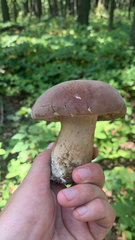 Tylopilus rubrobrunneus