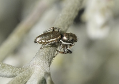 Salticus peckhamae