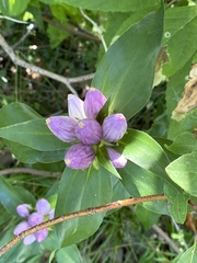 Gentiana andrewsii