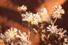 Ptilotus sessilifolius