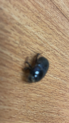 Pangaeus bilineatus