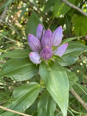 Gentiana andrewsii