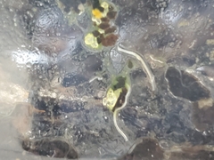 Enchytraeidae