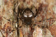 Euryopis funebris