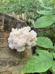 Hericium americanum