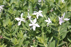 Vinca erecta