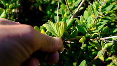Tetragonia implexicoma